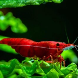 Bloody mary shrimps ( 5 pairs)