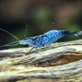 Blue Rili shrimps ( 5 pcs)