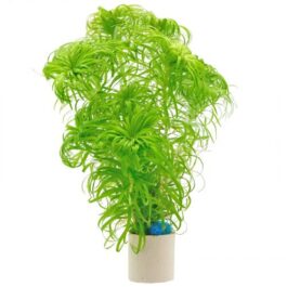 Syngonanthus sp belem (3 stems)