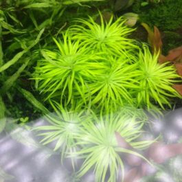 Syngonanthus sp belem (3 stems)