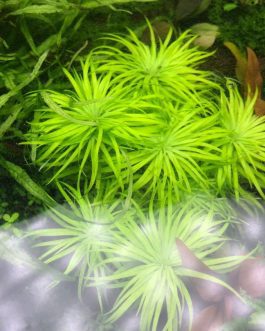 Syngonanthus sp belem (3 stems)