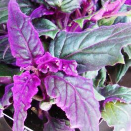 Purple Velvet Plant/ Velvet violet plant/ Gynura Aurantiaca
