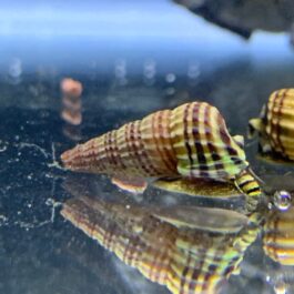 King sulawesi rabbit snail 5 pcs