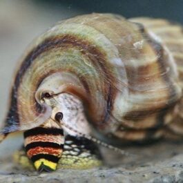 King sulawesi rabbit snail 5 pcs