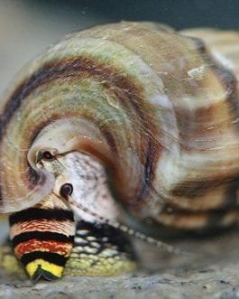 King sulawesi rabbit snail 5 pcs