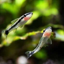 Otocynclus Algea Eater Cat Fish (4 Pieces)