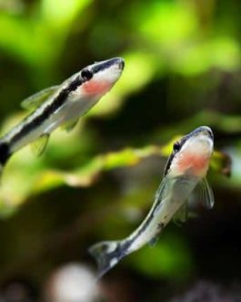 Otocinclus Algea Eater Cat Fish (4 Pieces)