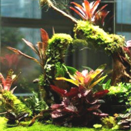 Bromeliad- assorted random colors (single plant)