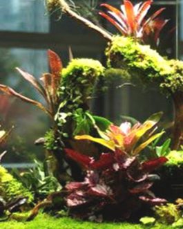 Bromeliad- assorted random color (single plant)