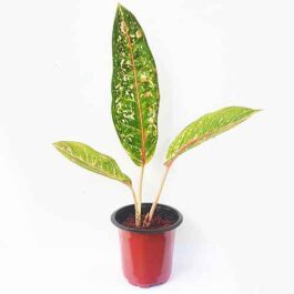 Aglaonema Harlequin (Single plant)