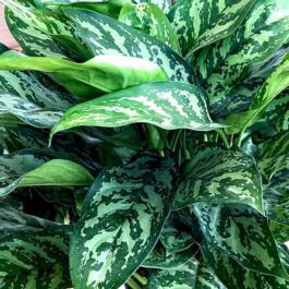 Aglaonema Maria