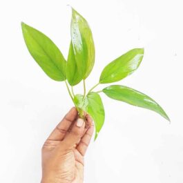 Aglaonema Simplex (Single plant)
