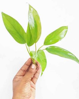 Aglaonema Simplex (Single plant)