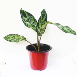 Aglaonema commutatum (single plant)