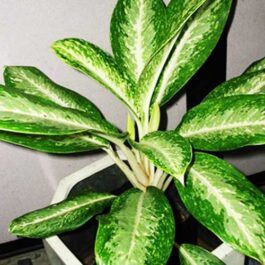 Aglaonema Hybrid (Aglaonema Nitidum commutatum ‘Tricolor’)