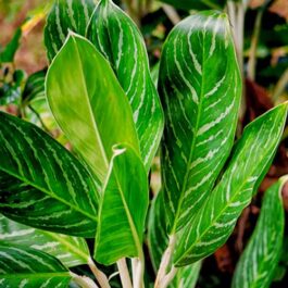 Aglaonema nitidum var. curtisii