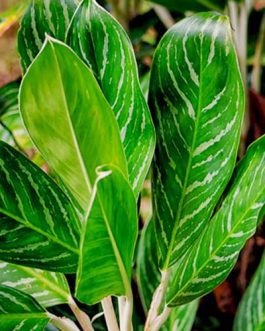Aglaonema nitidum var. curtisii