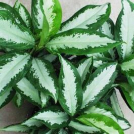 Aglaonoema Diamond Bay