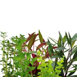 Wholesale Aquatic Plant Combo (40 Stems)
