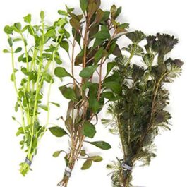 Wholesale Aquatic Plant Combo (40 Stems)