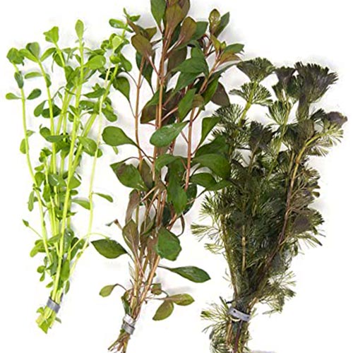 Wholesale Aquatic Plant Combo (40 Stems) Buy Aquarium Plants and