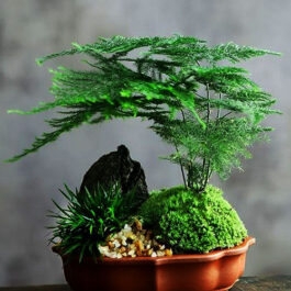 Asparagus fern/ Christmas tree fern/ Asparagus Setaceus (Single plant- Small to medium sized)
