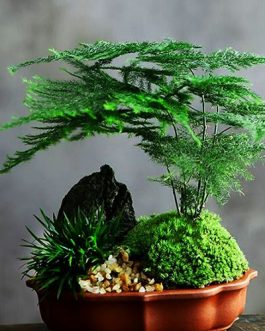 Asparagus fern/ Christmas tree fern/ Asparagus Setaceus (Single plant)