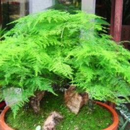 Asparagus fern/ Christmas tree fern/ Asparagus Setaceus (Single plant- Small to medium sized)