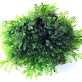 Crepidomanes Malabaricum (steel mesh)