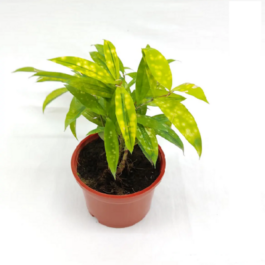 Dracaena Golden Milky Plant (Single plant)