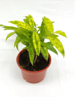 Dracaena Golden Milky Plant (Single plant)