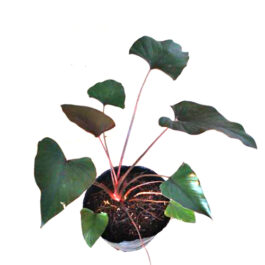 Homalomena Black (single plant)