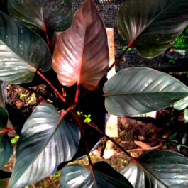 Homalomena Black (single plant)