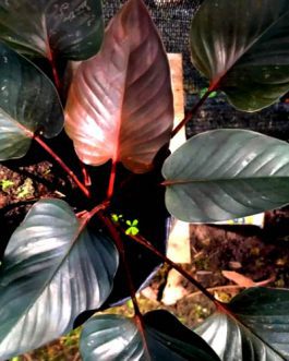 Homalomena Black (single plant)