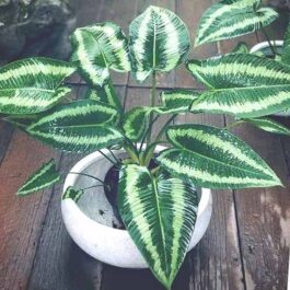 Homalomena Schismatoglottis Andromeda (single plant)
