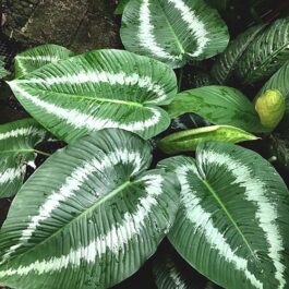 Homalomena Schismatoglottis Andromeda (single plant)