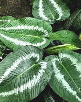 Homalomena Schismatoglottis Andromeda (single plant)