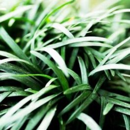 Mondo grass/ Ophiopogon japonicus/ snakes beard