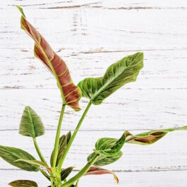 Philodendron Subhastatum (Single plant)