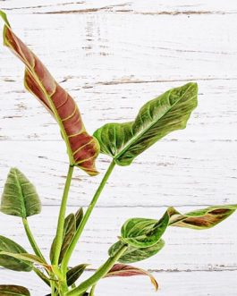 Philodendron Subhastatum (Single plant)