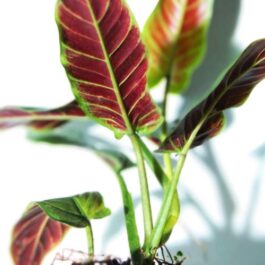 Philodendron Subhastatum (Single plant)