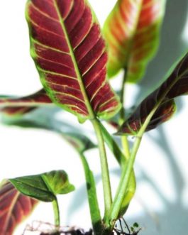 Philodendron Subhastatum (Single plant)