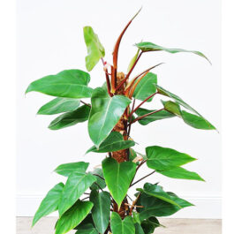 Red Emerald Philodendron / Philodendron erubescens (LARGE;;;;;;;single plant)