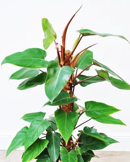 Red Emerald Philodendron / Philodendron erubescens (large single plant)