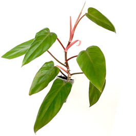 Red Emerald Philodendron / Philodendron erubescens (LARGE;;;;;;;single plant)
