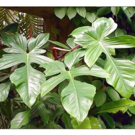 Philodendron squamiferum (Single plant)