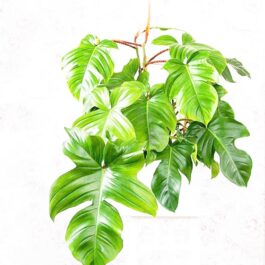 Philodendron squamiferum (Single plant)