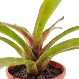 Bromeliad- assorted random colors (single plant)