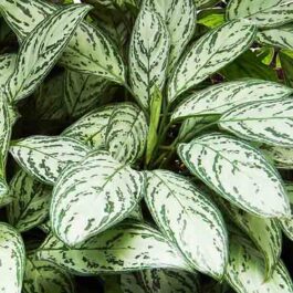 Aglaonema commutatum (single plant)