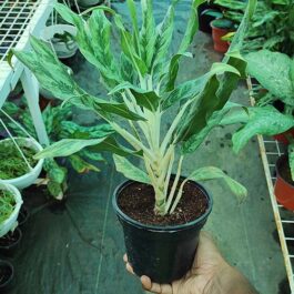 Aglaonema Greyhound (pot)